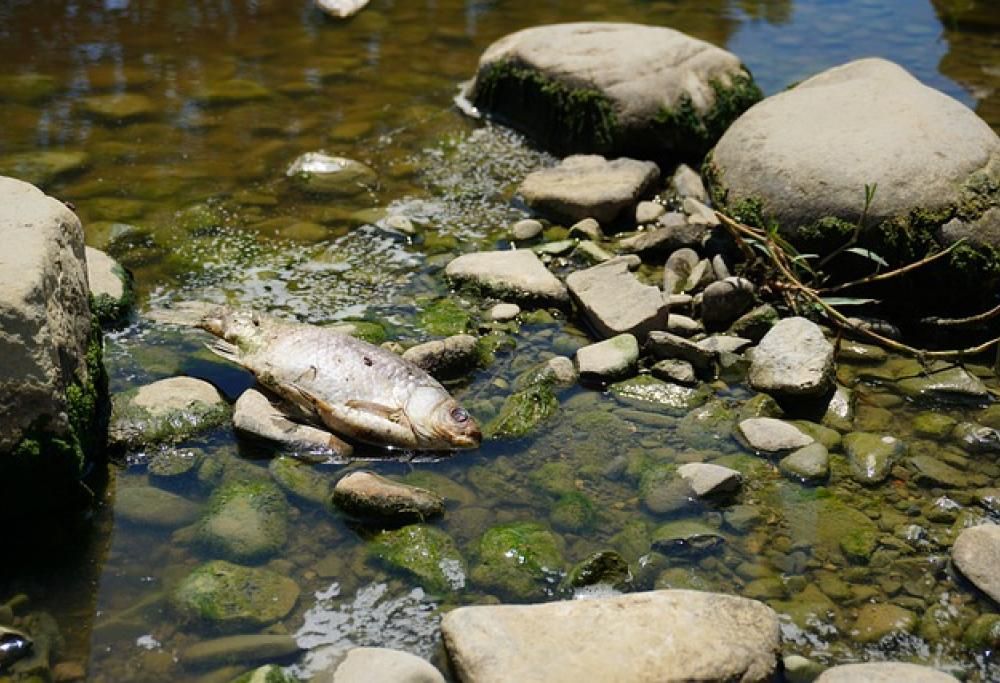 I fiumi sono pieni di farmaci