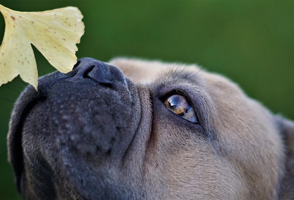 Ecco perché non bisogna mai soffiare sul muso del cane!
