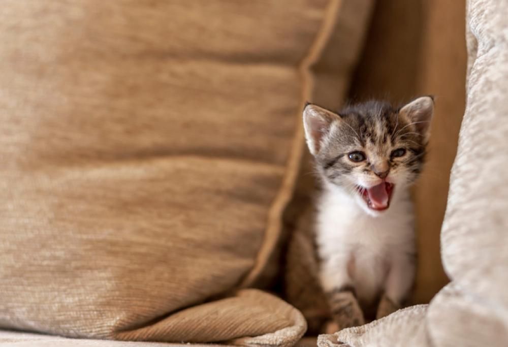 MeowTalk è l’app che traduce i miagolii felini in parole umane
