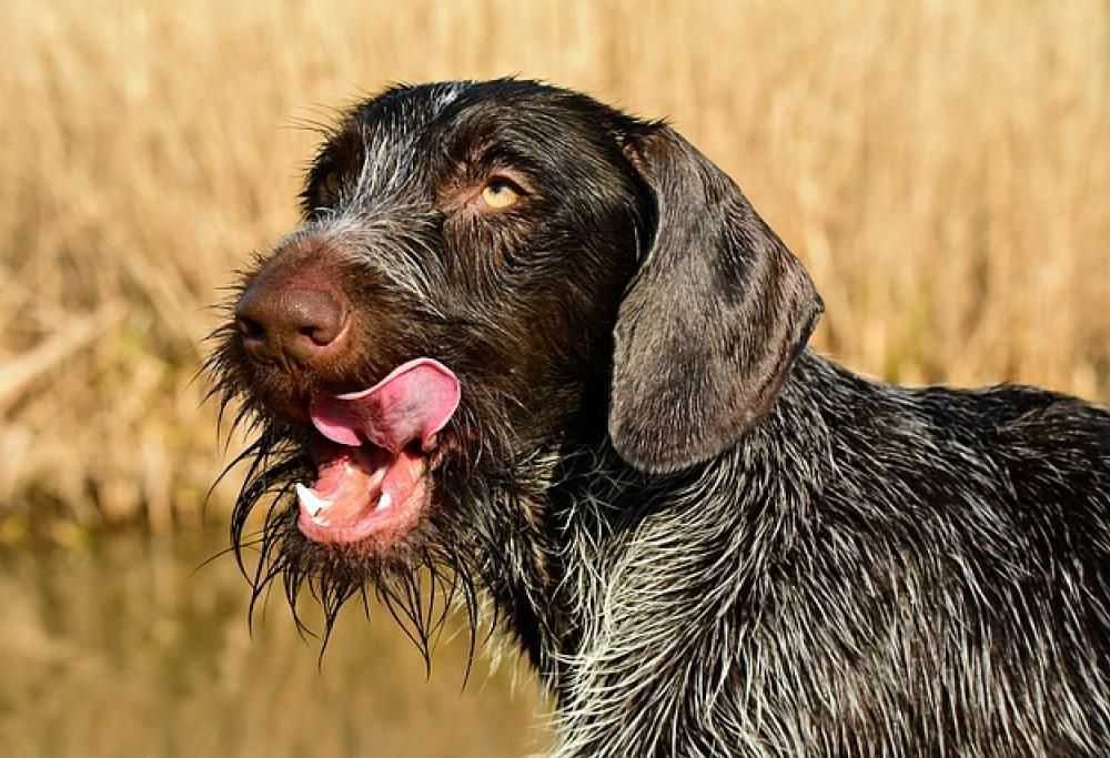 Quando il cane mangia la cacca del gatto
