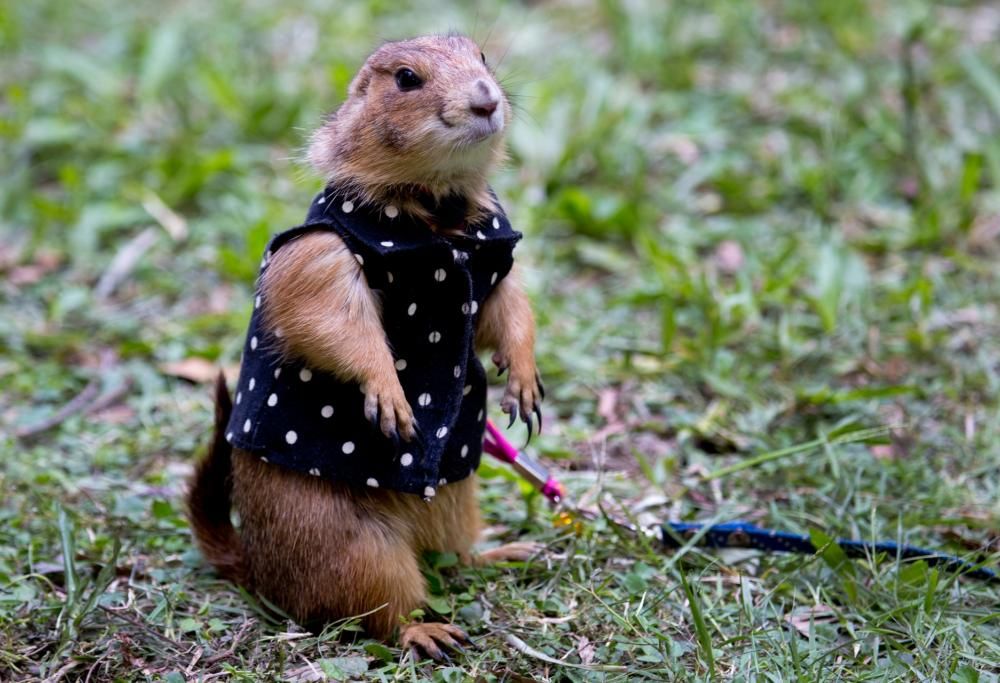 Buona giornata della marmotta a tutti: ecco il significato