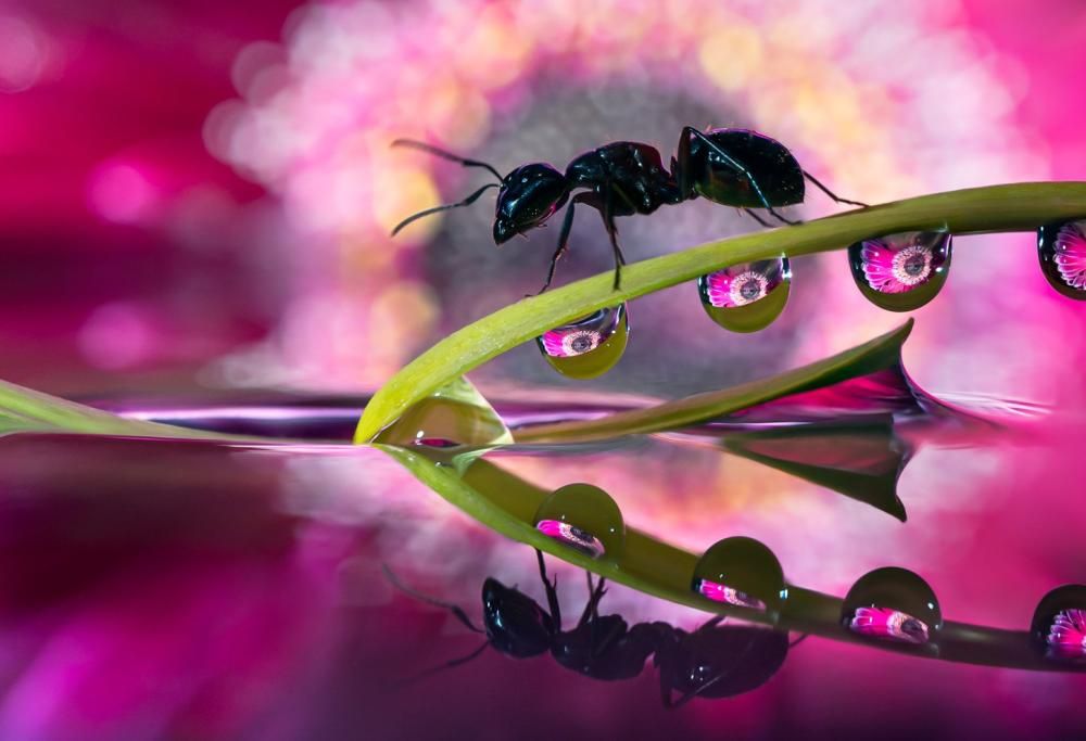 Suggestive gocce d’acqua: ecco i capolavori del fotografo Don Komarechka