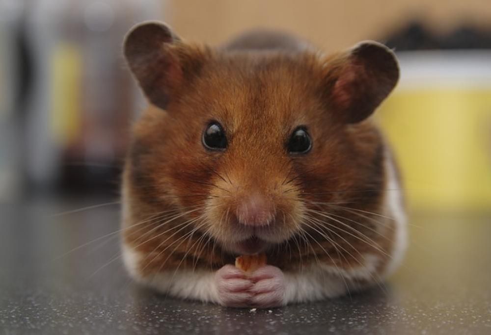 I criceti reggono l’alcol più di noi!