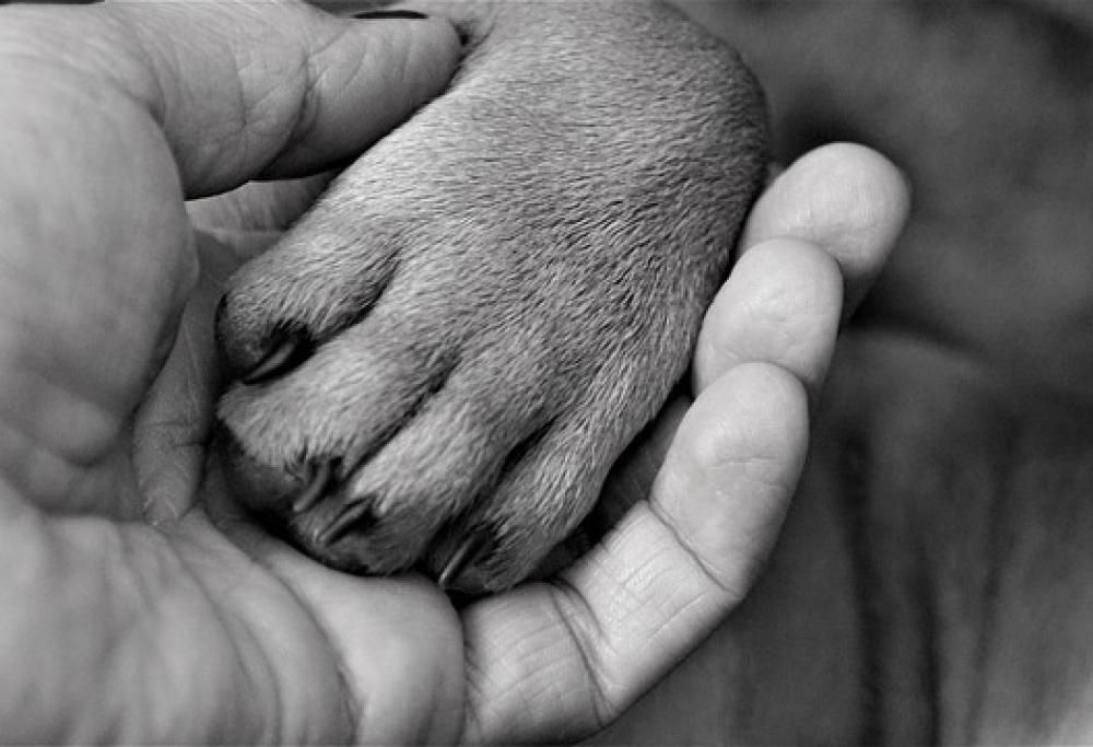 Perché le zampe del cane odorano di popcorn???