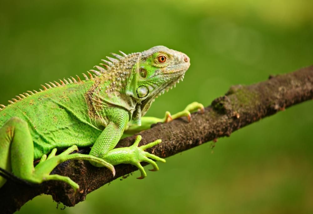 «Pericolo caduta iguane»: le autorità della Florida lanciano l’allarme