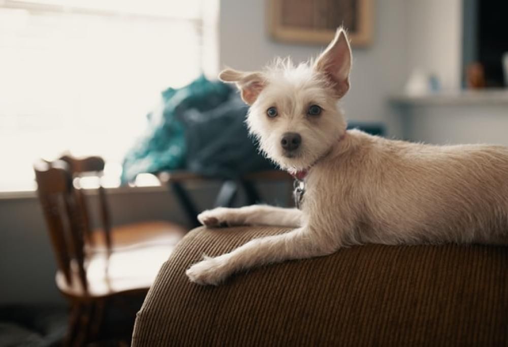 Cose strane che si mangia il cane (e perché)