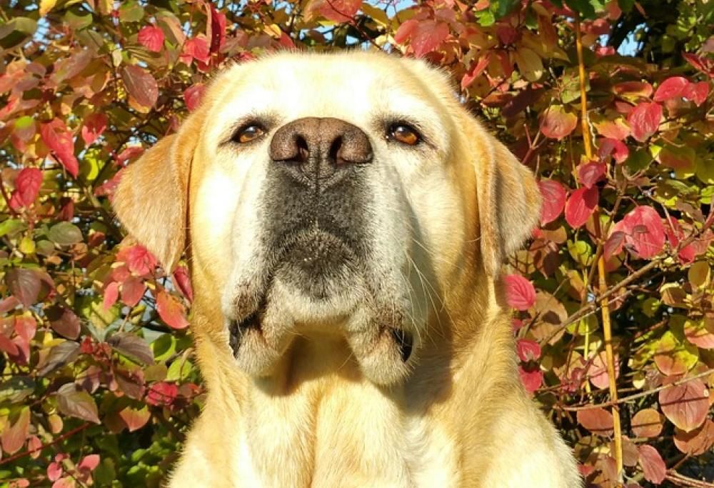 Quanto è permaloso il tuo cane?