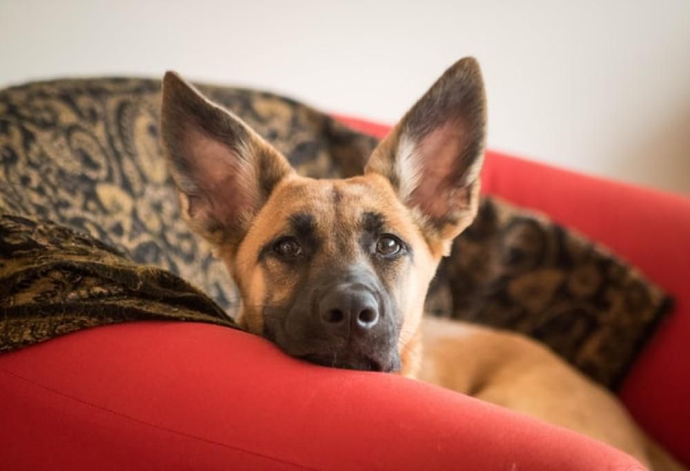 La dieta del cane: è quella giusta?