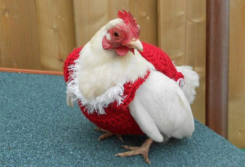 Il maglione personalizzato per galline è il regalo di Natale perfetto per chi le possiede