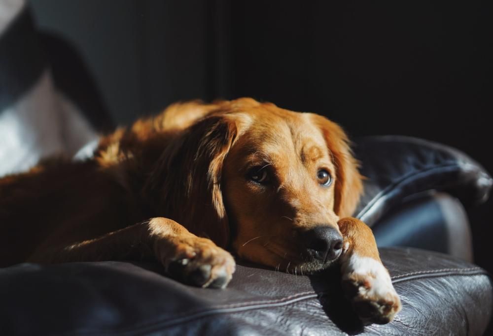 I nostri cani ci giudicano, sappiatelo!