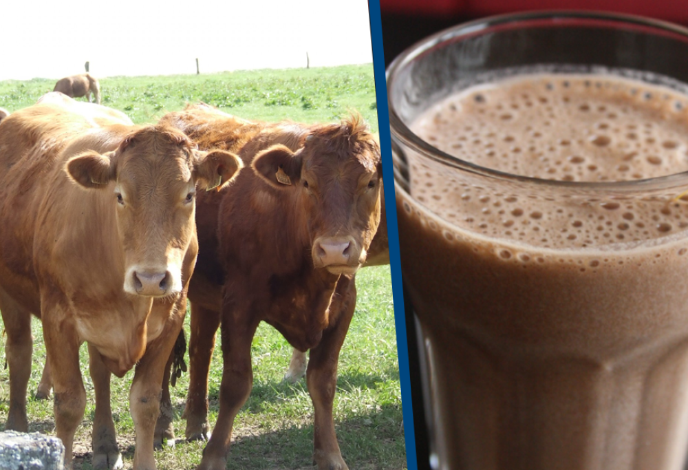 Milioni di americani pensano che il latte al cioccolato provenga da mucche brune