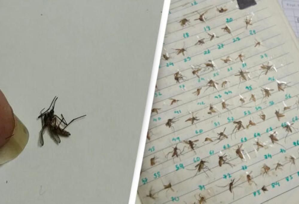 Una ragazza colleziona tutte le zanzare che ha ucciso nel tempo