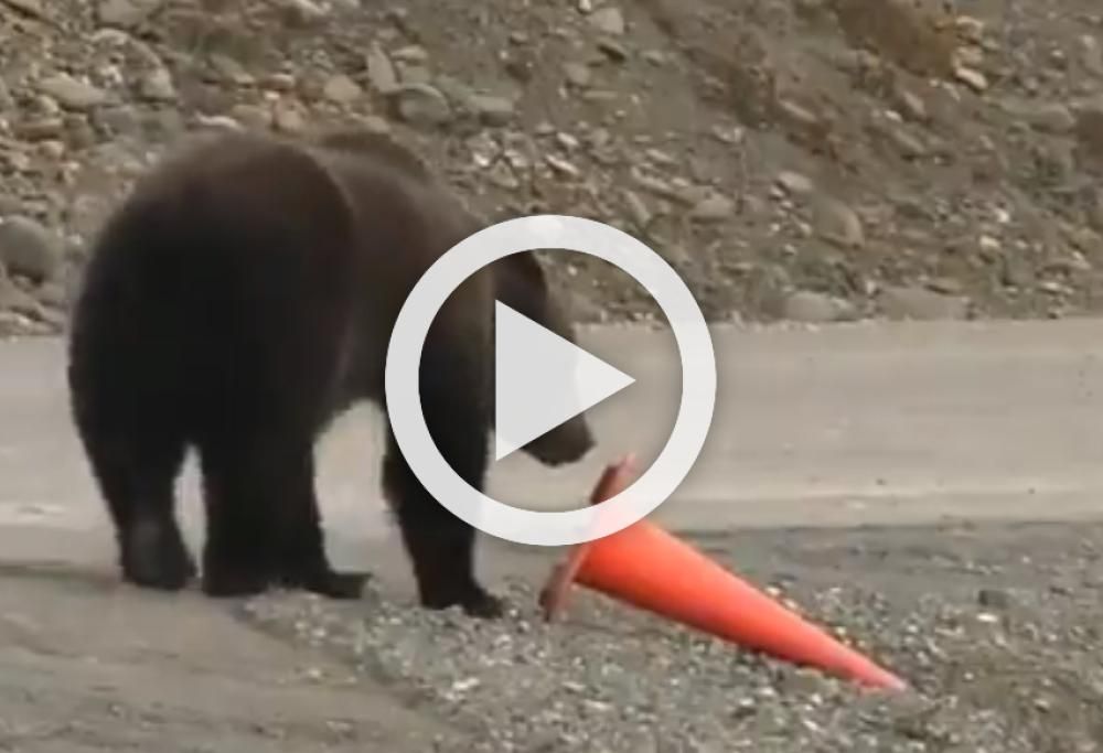 Il video dell’orso educato che sistema il birillo è esilarante