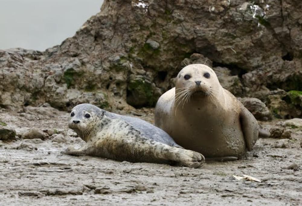 Il latte del futuro sarà di foca