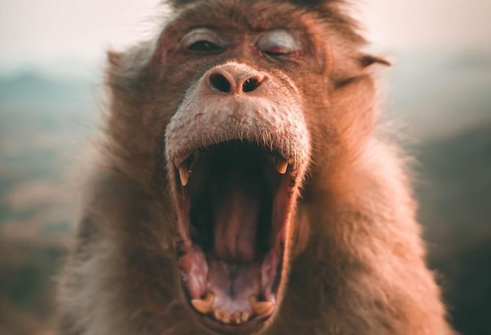 Il commercio dei rutti in barattolo