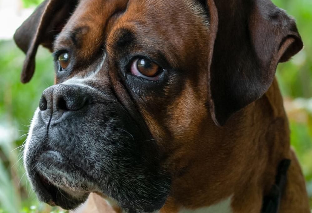 Le dipendenze del cane