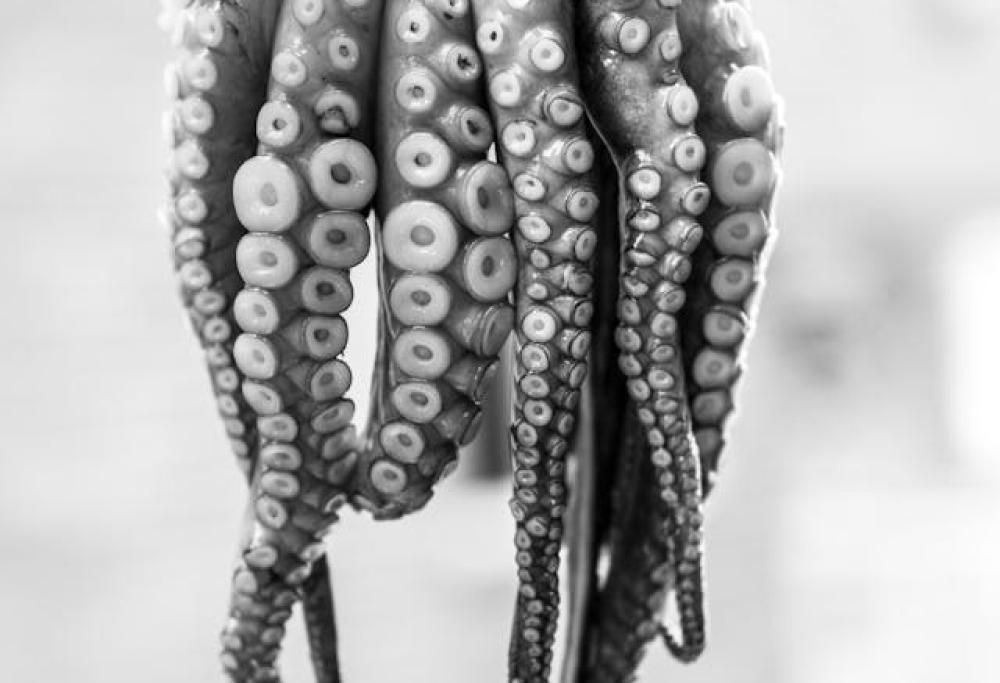 Ruba un polpo e lo nasconde nelle mutande