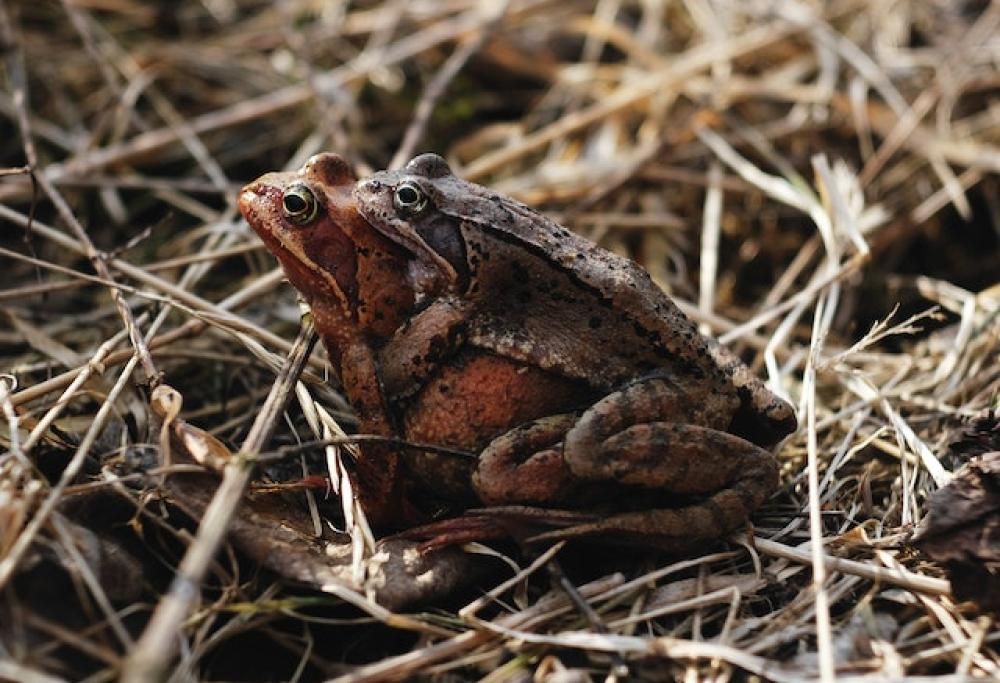 La rana che si finge morta per non accoppiarsi