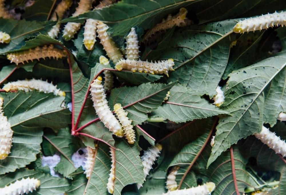 Proposta per insetti e larve nelle mense delle scuole inglesi