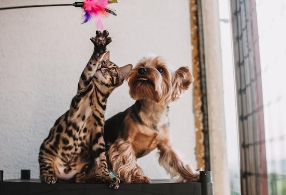 Fino a 70mila euro per clonare i propri animali