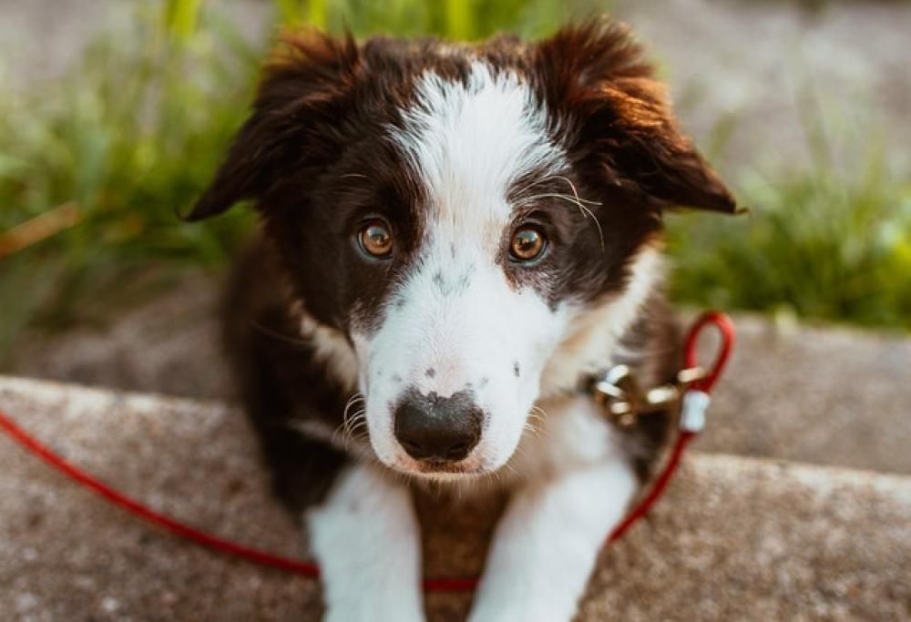 App anti polpette avvelenate