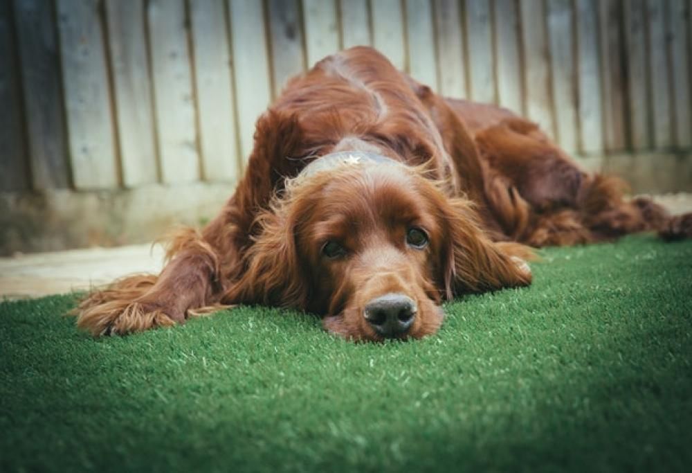 Divorzio, e Fido con chi resta?