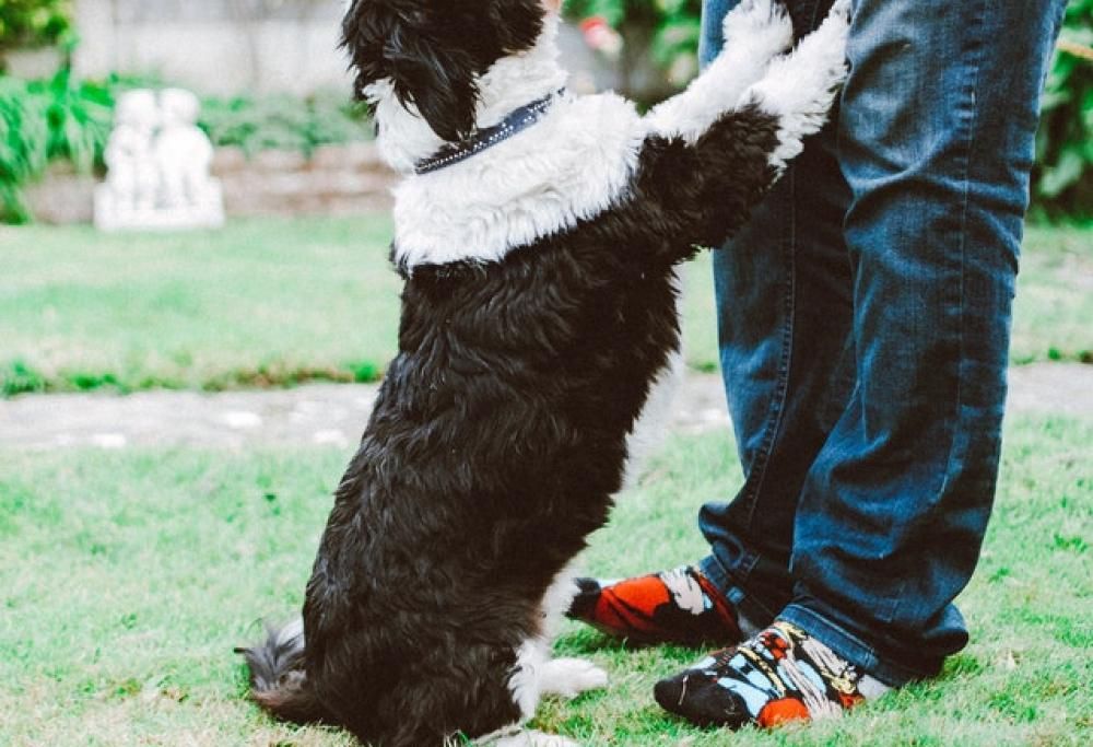 Il traduttore per parlare con gli animali