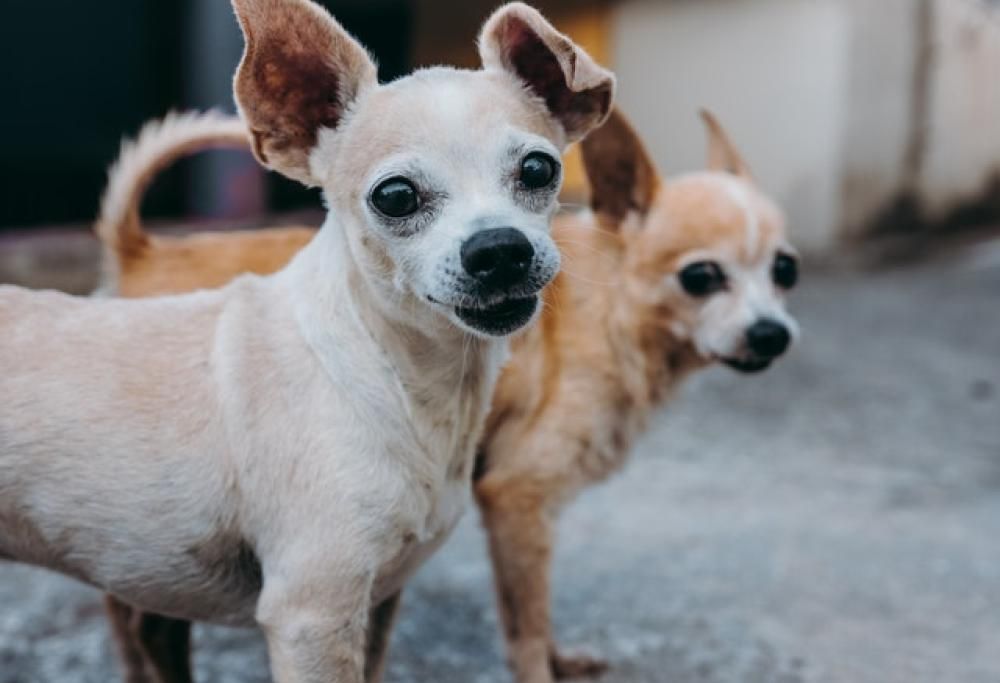 Coppia di chihuahua terrorizza cittadina inglese