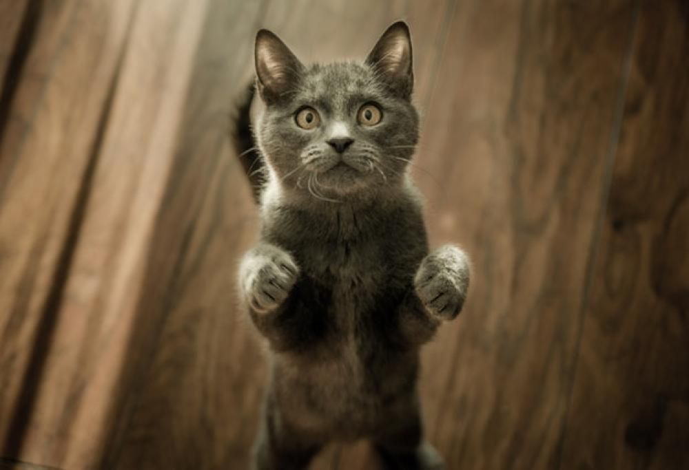 Attenzione a come giocate con il gatto!