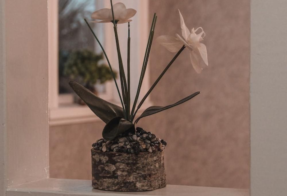 Cura una pianta e scopre che è finta dopo 2 anni