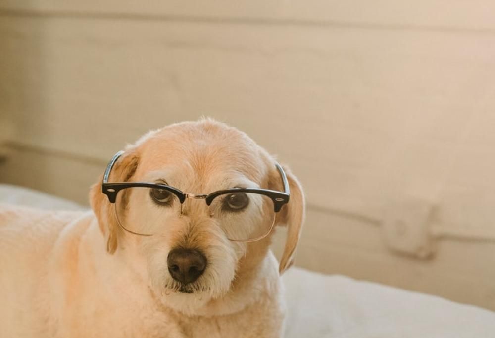 Quanti anni ha davvero il vostro cane?