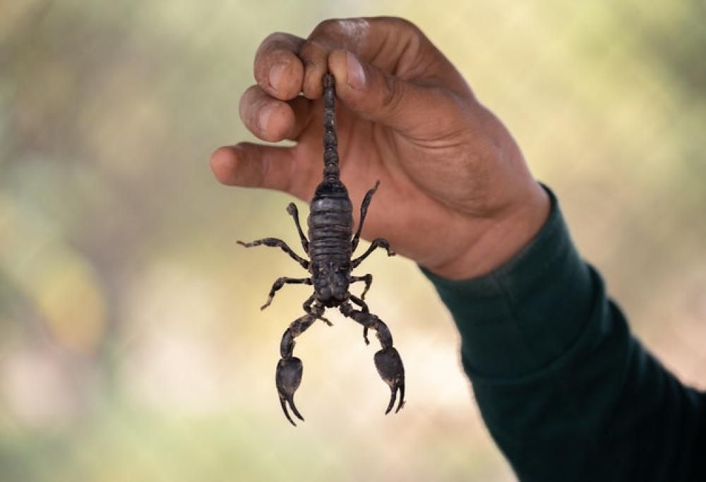 Invasione di scorpioni, oltre 500 feriti