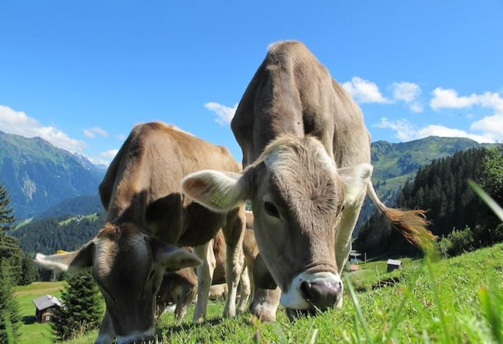 Testato il primo razzo alimentato a sterco di mucca
