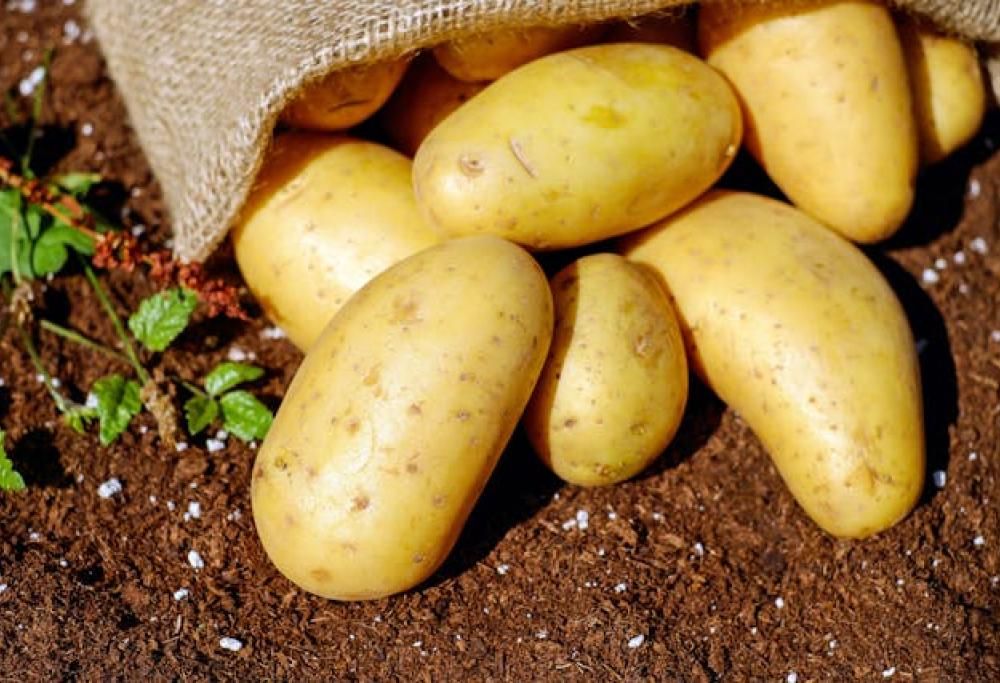 Per salvare le patate dagli istrici mette una radio nel campo