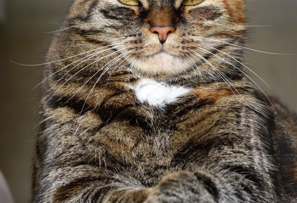 Perché il gatto ci fa l’occhiolino o socchiude gli occhi?