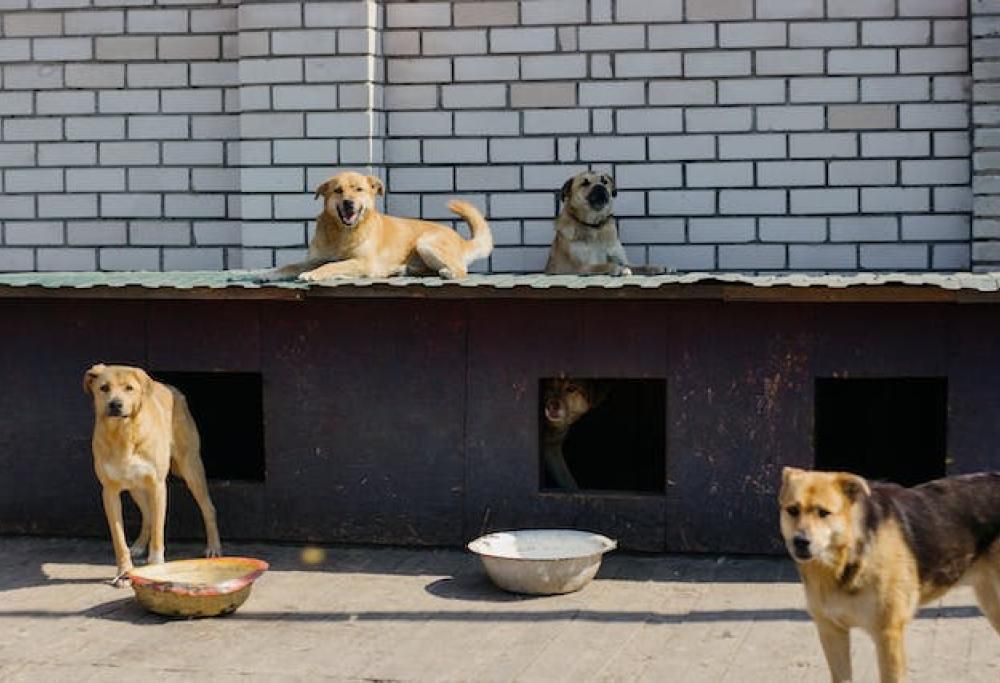 Sconto di 200 euro sulla Tari per chi adotta un randagio