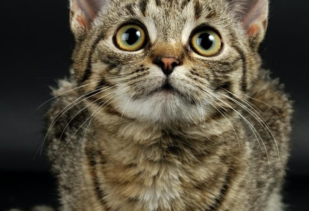 Cani e gatti vedono i fantasmi?