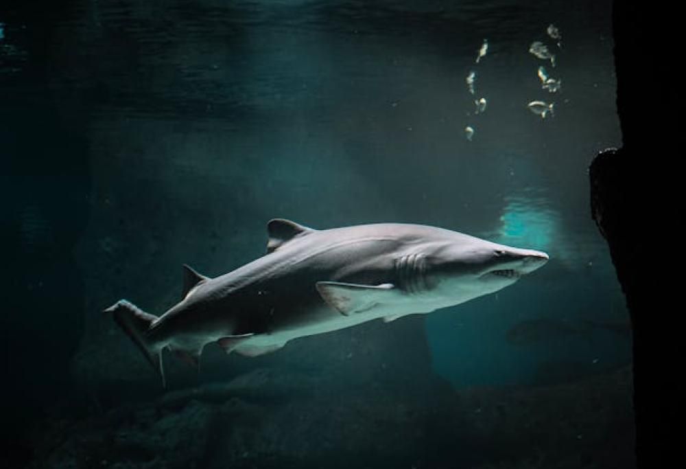 Squali positivi alla cocaina