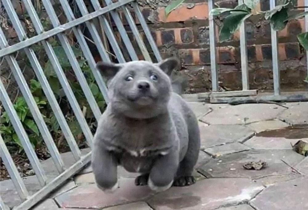 Sembra un “ibrido” tra un cane e un gatto: il web lo adora!