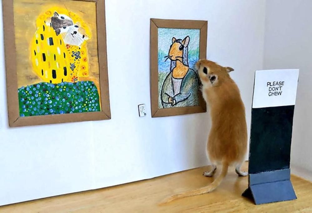 Coppia in quarantena crea una galleria d’arte in miniatura per i loro gerbilli