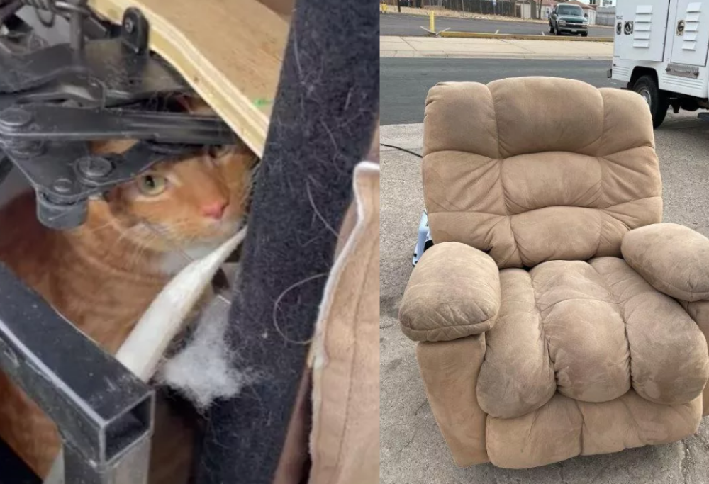 Donano la poltrona al mercatino dell’usato ma dentro c’è il loro gatto