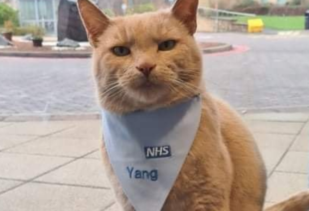 Il gatto Yang potrebbe ricevere un’onorificenza ufficiale per il suo sostegno ai malati di un ospedale