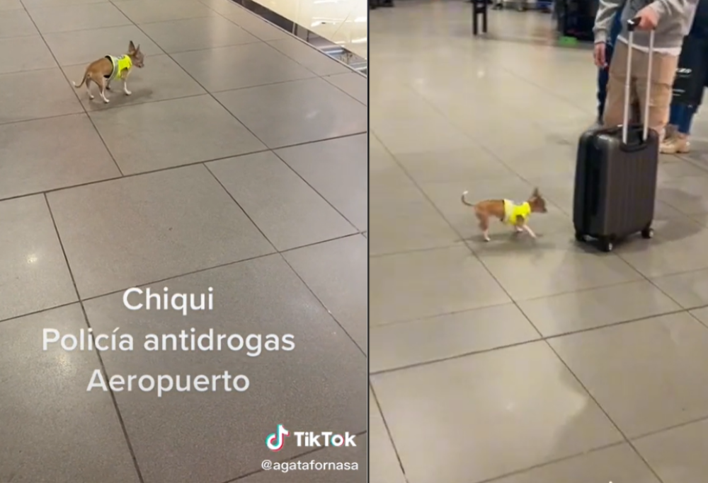Un Chihuahua antidroga lavora in aeroporto a caccia di narcos