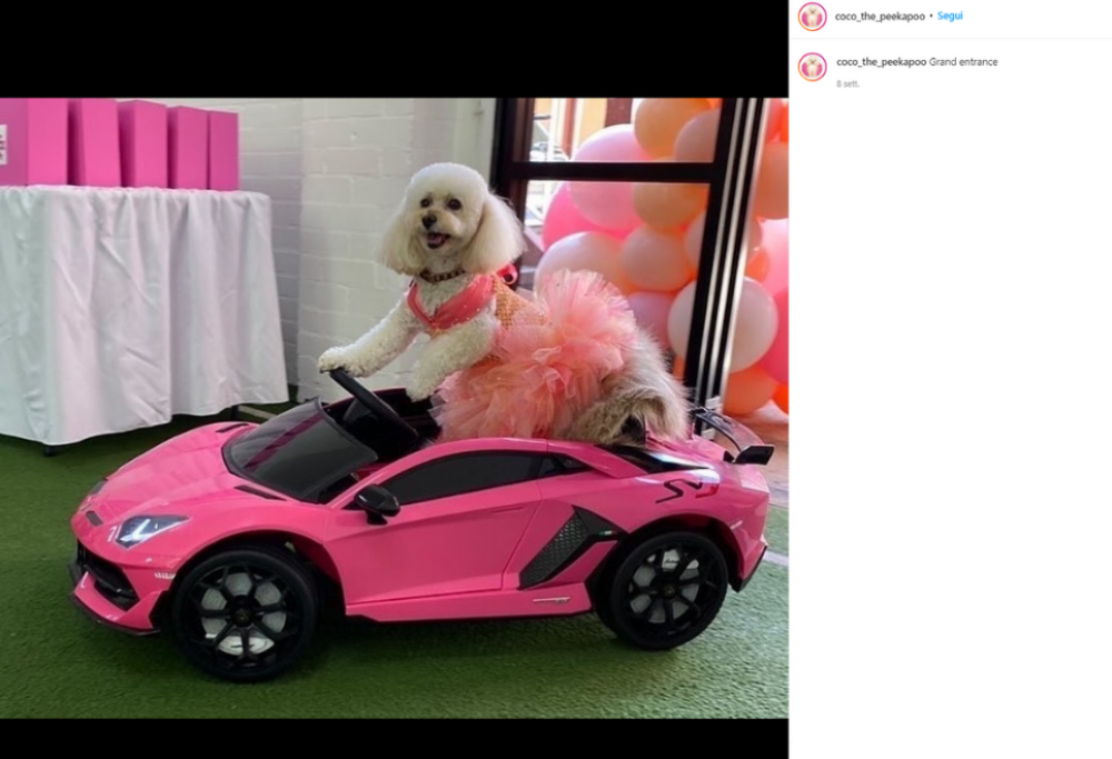 Coco: il cane con 67mila euro di vestiti, la ciotola Tiffany e una mini Lamborghini