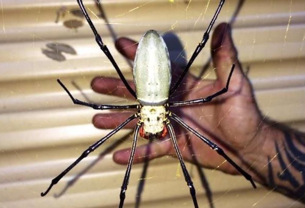 Trova un ragno grande quanto la sua mano davanti la porta del garage