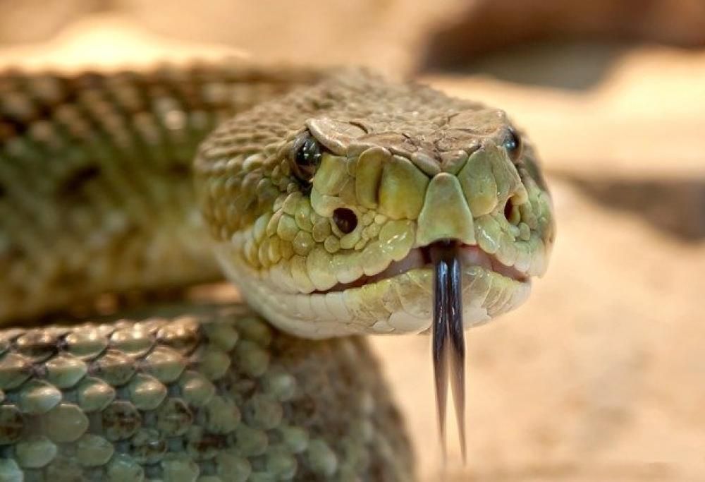 In futuro gli esseri umani saranno velenosi?