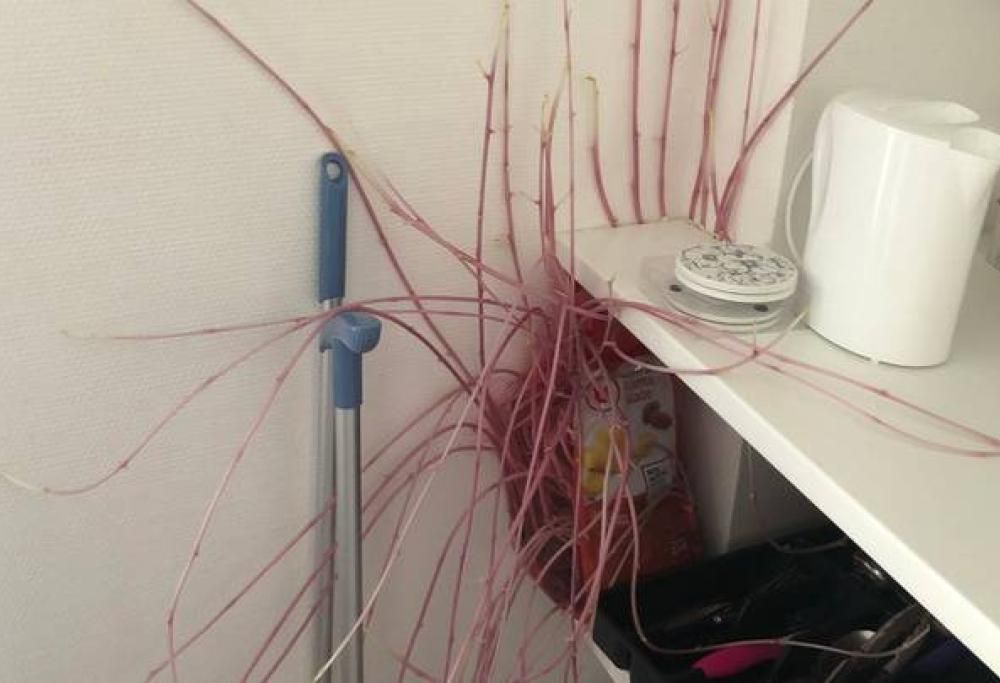 “Patate mutanti” prendono il controllo dell’abitazione dopo mesi di blocco causato dal covid-19