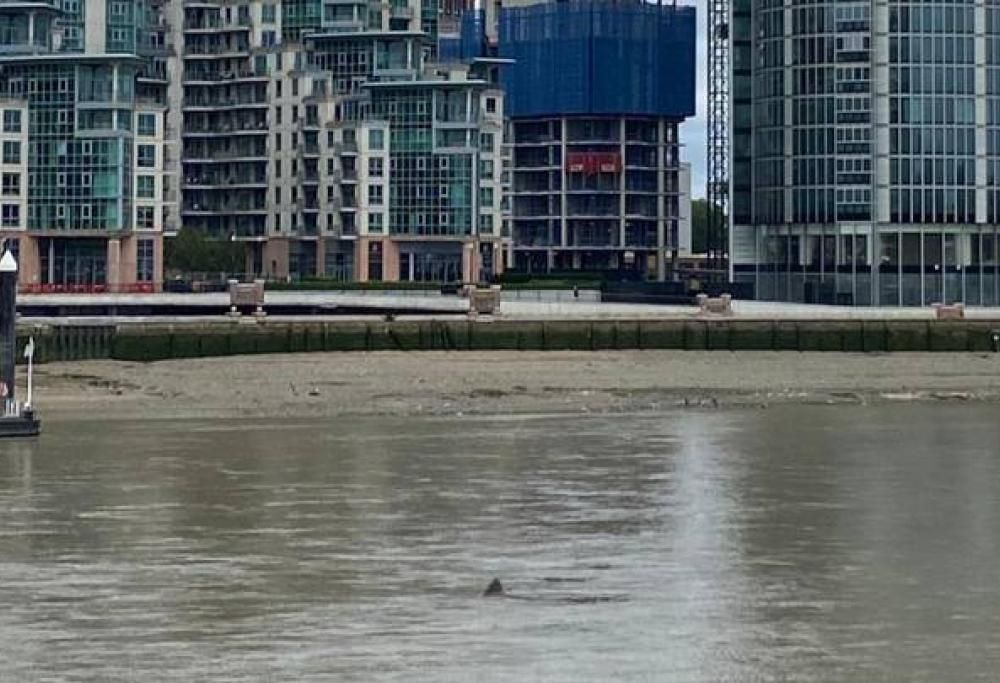 Uno squalo nel Tamigi dopo misteriosi avvistamenti