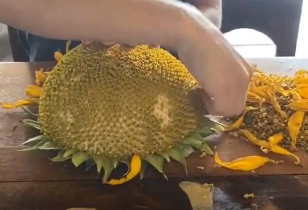 Alcune persone grigliano teste di girasole mangiandole come pannocchie