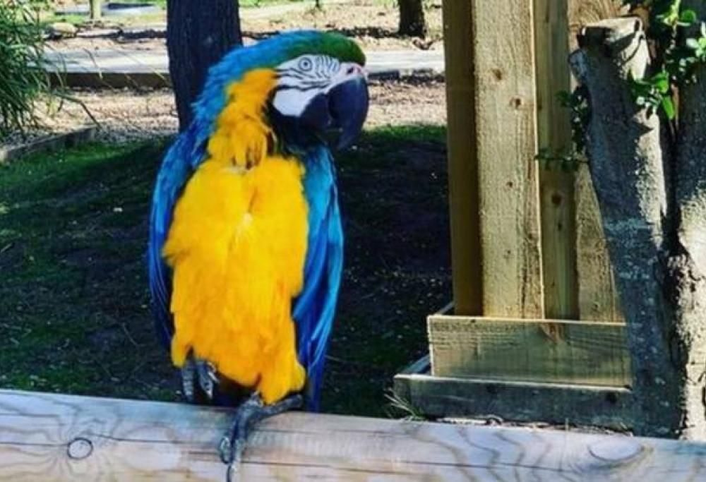 Pappagalli imprecano contro i visitatori, lo zoo li sposta in isolamento